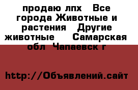 продаю лпх - Все города Животные и растения » Другие животные   . Самарская обл.,Чапаевск г.